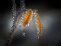 _MG_2997-Snowflake