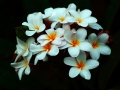 Plumeria04Epic-PaintCrop